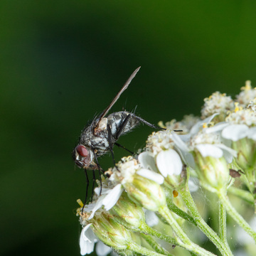Makrofotografie květeny a hmyzu Šumavy