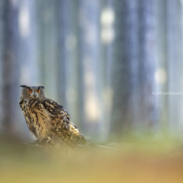 Fotografování zvířat v Bavorském lese s Petrem Bambouskem