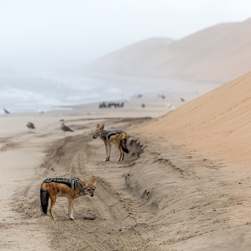 FotoExpedice Namibie - krajina a zvířata