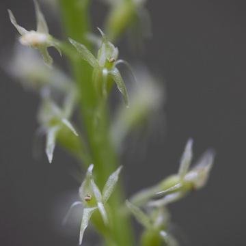 Makrofotografie květeny a hmyzu Šumavy
