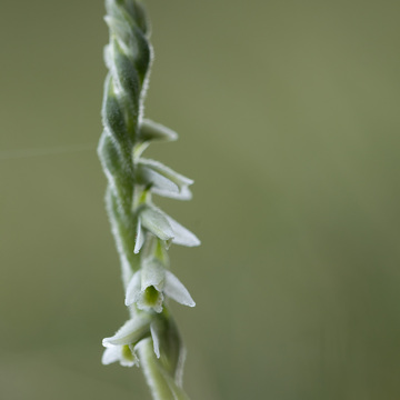 Makrofotografie květeny a hmyzu Šumavy