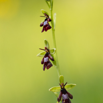 Makrofotografie květeny a hmyzu Šumavy