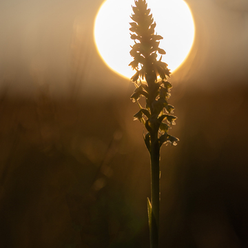 Makrofotografie květeny a hmyzu Šumavy