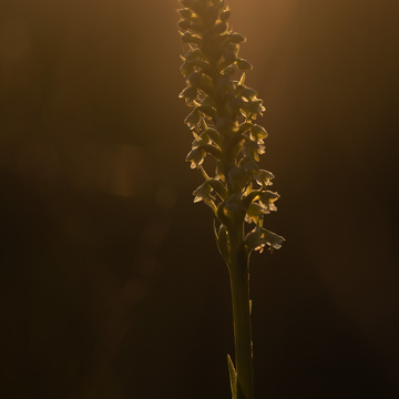 Makrofotografie květeny a hmyzu Šumavy