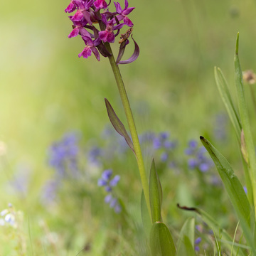 Makrofotografie květeny a hmyzu Šumavy