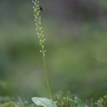 Makrofotografie květeny a hmyzu Šumavy