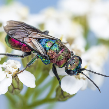 Makrofotografie hmyzu a rostlin