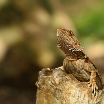 Jak fotografovat zvířata v ZOO