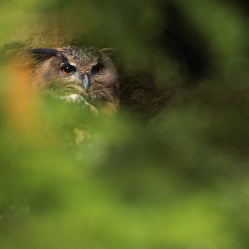 Jak fotografovat zvířata v ZOO