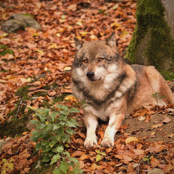 Jak fotografovat zvířata v ZOO