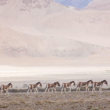 FotoExpedice Ladakh, Malý Tibet (Himálaj) - krajina a lidé