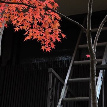 FotoZájezd Japonsko - červené javory, zahrady, města, lidé