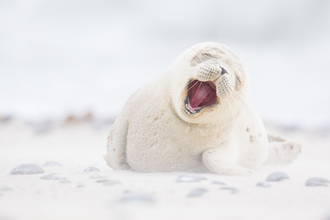 FotoExpedice Helgoland - terejové a tuleni