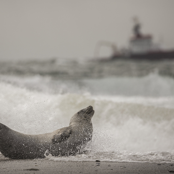 FotoExpedice Helgoland - terejové a tuleni