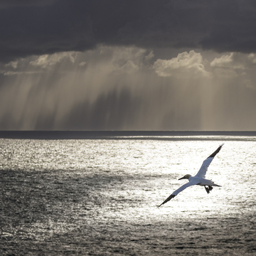 FotoExpedice Helgoland - terejové a tuleni