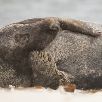 FotoExpedice Helgoland - terejové a tuleni