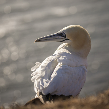 FotoExpedice Helgoland - terejové a tuleni