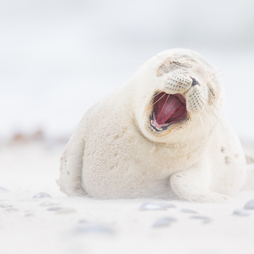 FotoExpedice Helgoland - terejové a tuleni