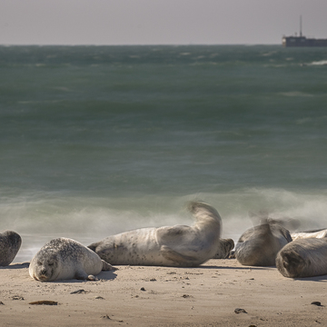 FotoExpedice Helgoland - terejové a tuleni