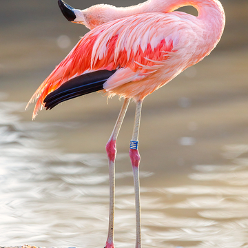 Fotografování zvířat v ZOO s Petrem Bambouskem