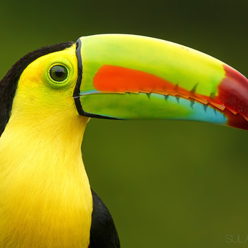 Fotografování zvířat v ZOO s Petrem Bambouskem