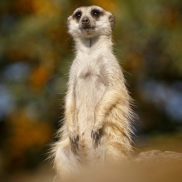 Fotografování zvířat v ZOO s Petrem Bambouskem