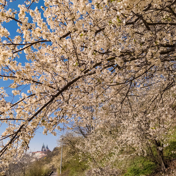 Zoner: RAW a hlavní úpravy, 3hod. ONLINE fotokurz.