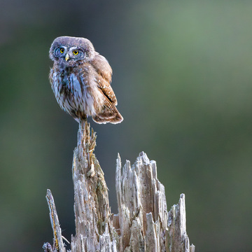 Fotografování zvířat v Bavorském lese
