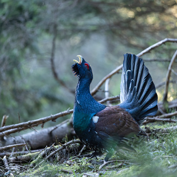 Fotografování zvířat v Bavorském lese