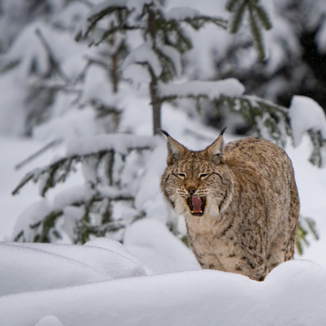 Fotografování zvířat v Bavorském lese