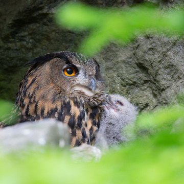 Fotografování zvířat v Bavorském lese