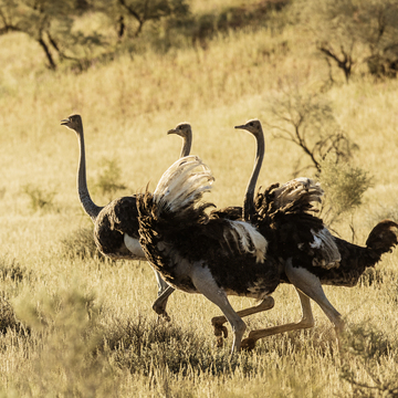 Fotoexpedice Namibie