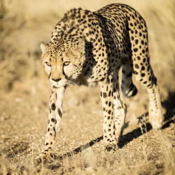 Fotoexpedice Namibie