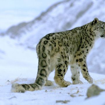 Ladakh - zimní expedice za sněžným leopardem