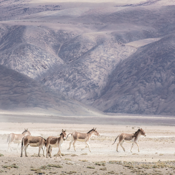 Ladakh - zimní expedice za sněžným leopardem