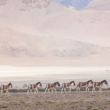 Ladakh - zimní expedice za sněžným leopardem