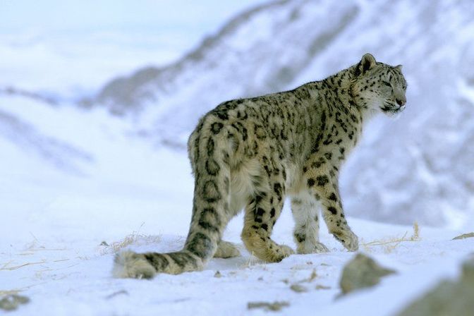Ladakh - zimní expedice za sněžným leopardem
