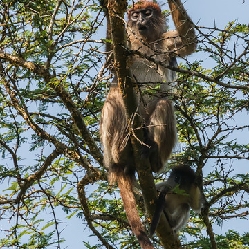 Uganda - prodloužený program