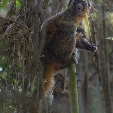 Fotoexpedice Madagaskar