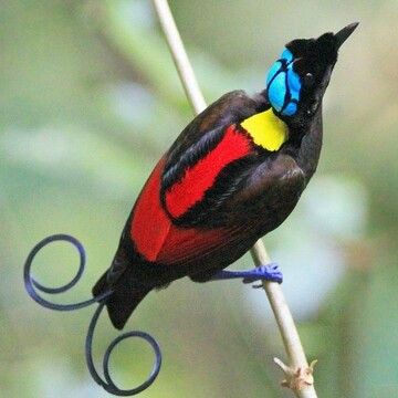Západní Papua