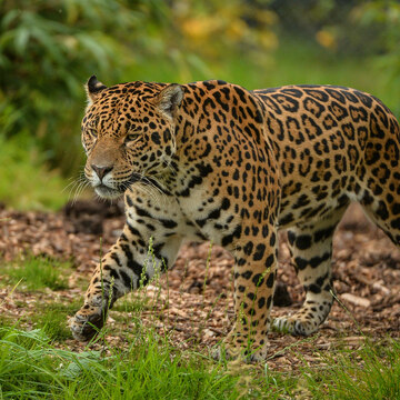 Pantanal a Rio de Janeiro
