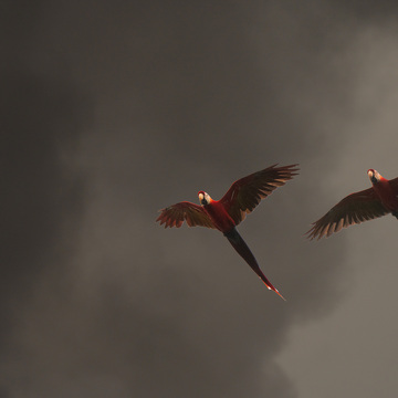 Pantanal a Rio de Janeiro