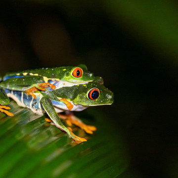 Pantanal a Rio de Janeiro