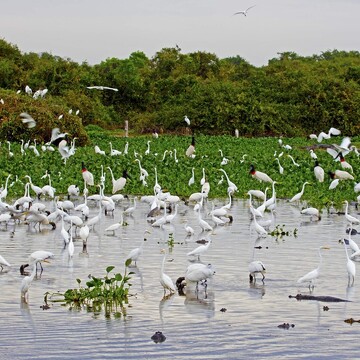 Pantanal a Rio de Janeiro