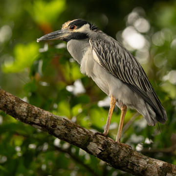 Pantanal a Rio de Janeiro