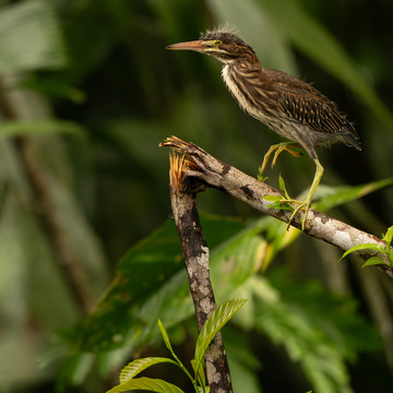 Pantanal a Rio de Janeiro
