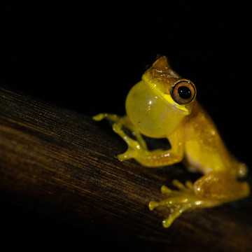 Pantanal a Rio de Janeiro