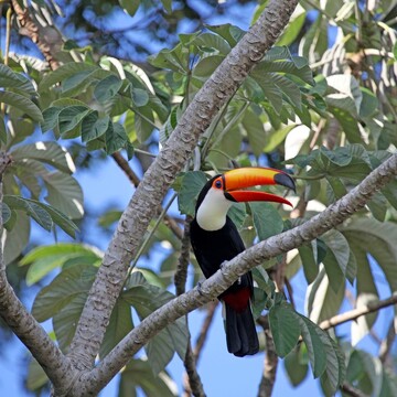 Pantanal a Rio de Janeiro