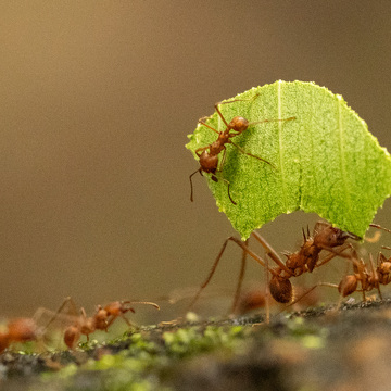 Pantanal a Rio de Janeiro