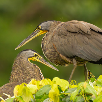 Pantanal a Rio de Janeiro